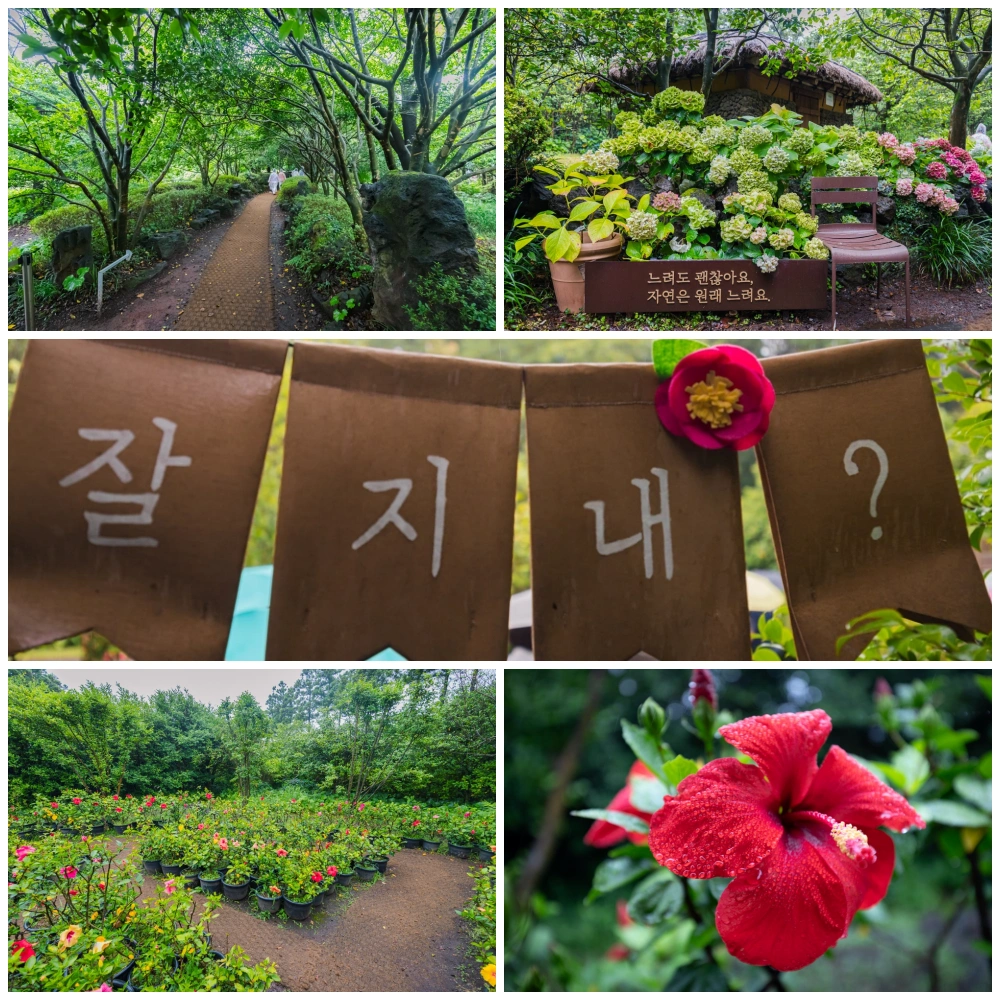 아름다운 제주도 정원 "카멜리아 힐" 15 collage2