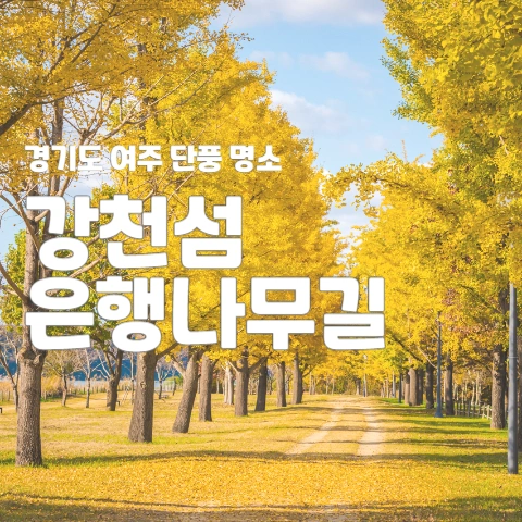 여주 강천섬 은행나무 절정, 2025년 가을 인생샷과 힐링을 한 번에 잡는 5가지 비법!