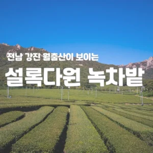 강진 설록다원