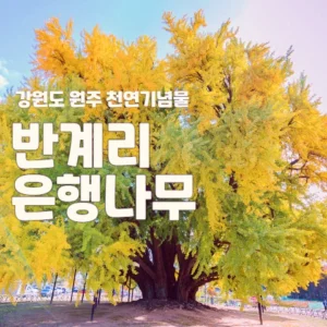 반계리 은행나무