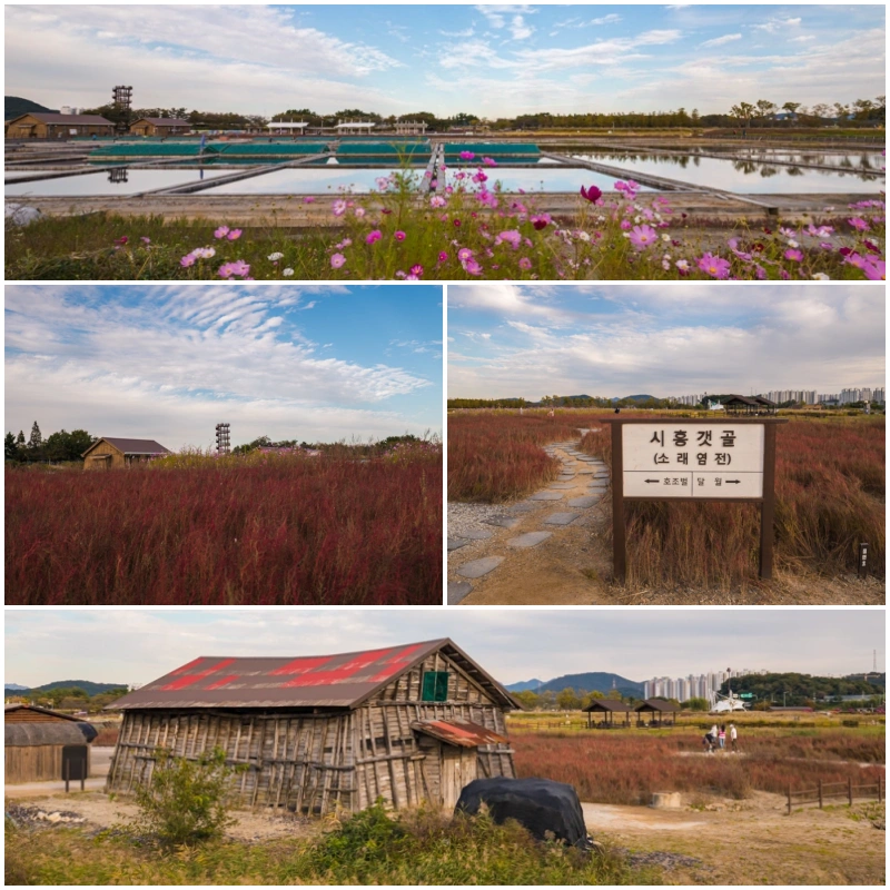시흥갯골생태공원 풍경 2