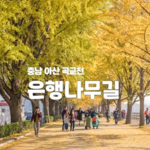 아산 곡교천 은행나무길