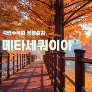 국립수목원 광릉숲길