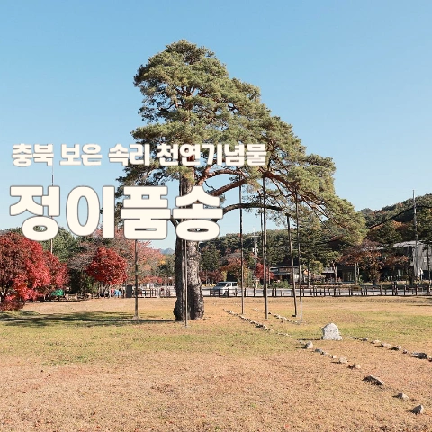 충북 보은 속리 천연기념물 정이품송 2 천연기념물 정이품송
