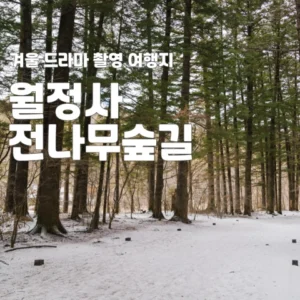 월정사 전나무 숲길