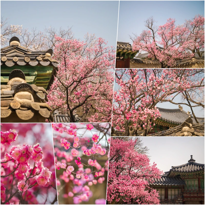 서울 봄소식 홍매화 명소 창덕궁 4 collage