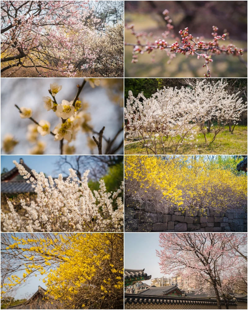 서울 봄소식 홍매화 명소 창덕궁 10 창덕궁의 봄꽃