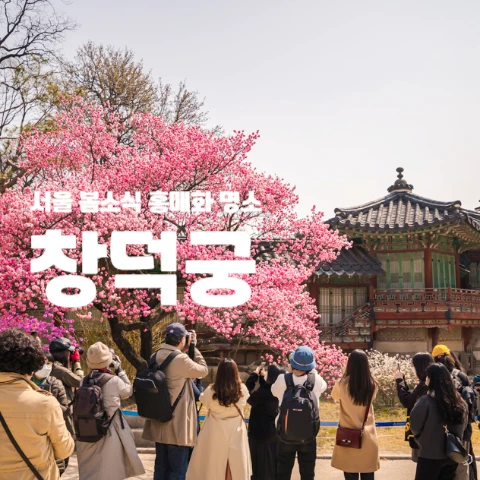 서울 봄소식 홍매화 명소 창덕궁 2 창덕궁