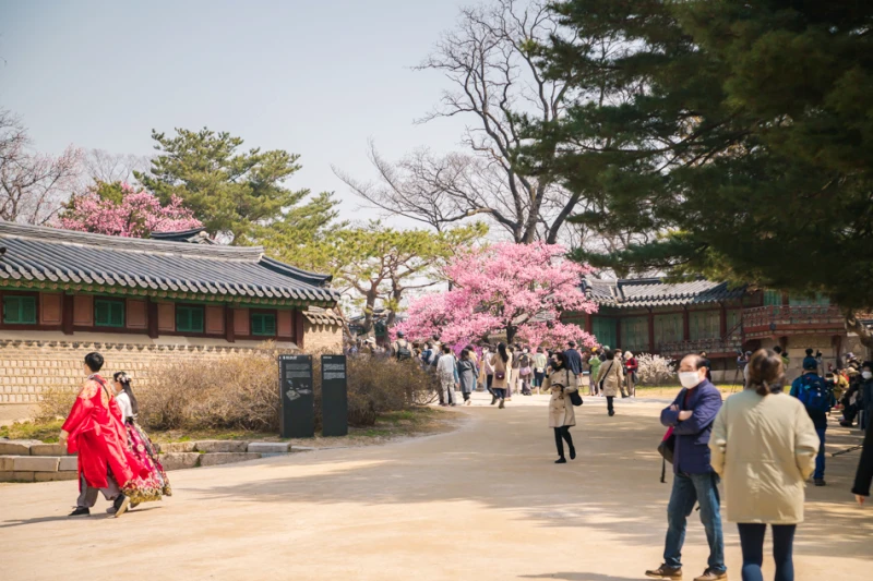 서울 봄소식 홍매화 명소 창덕궁 3 창덕궁 홍매화