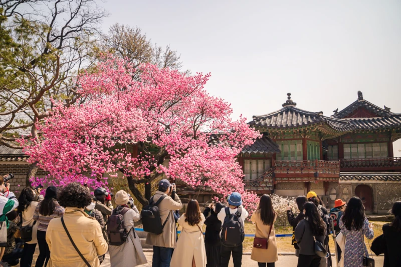 서울 봄소식 홍매화 명소 창덕궁 5 창덕궁의 봄28 1