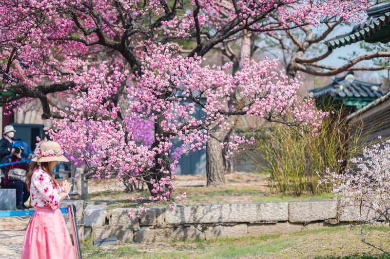 서울 봄소식 홍매화 명소 창덕궁 7 창덕궁의 봄58