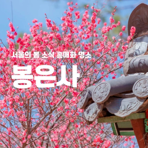 서울의 봄 소식 홍매화 명소 봉은사