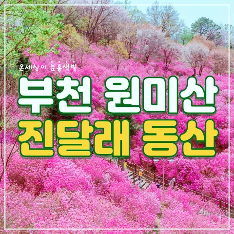 부천 원미산 진달래동산