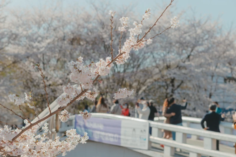 Cherry Blossom35