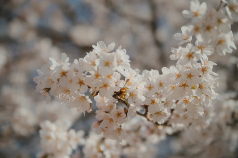 Cherry Blossom96