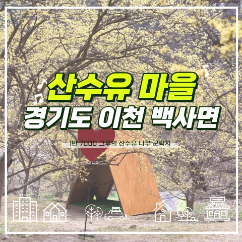 이천 산수유 마을