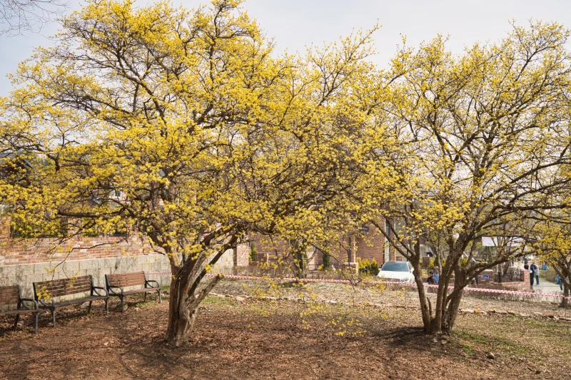 이천 산수유 마을, 경기도 이천 백사면 산수유 군락지 5 Korean cornel dogwood09