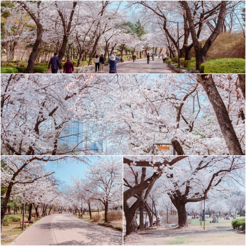 서울 벚꽃 데이트 명소 어린이 대공원 12 collage 4