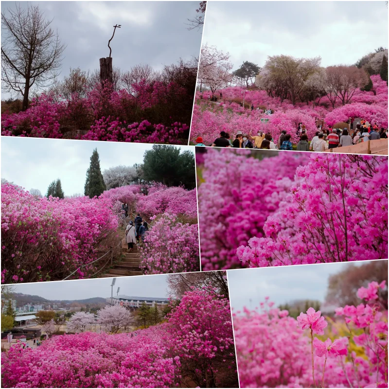 부천 원미산 진달래동산, 온세상이 분홍색 빛! 11 collage 7