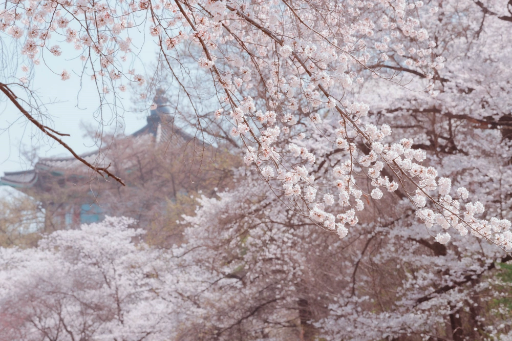 서울 벚꽃 데이트 명소 어린이 대공원 13 어린이 대공원26