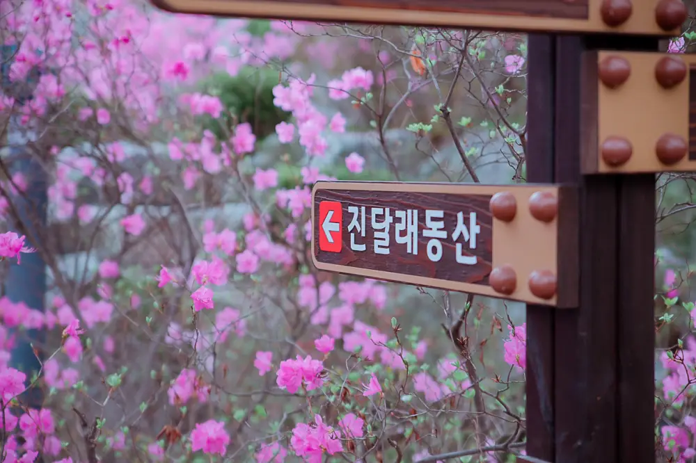 부천 원미산 진달래동산, 온세상이 분홍색 빛! 10 진달래동산 0206