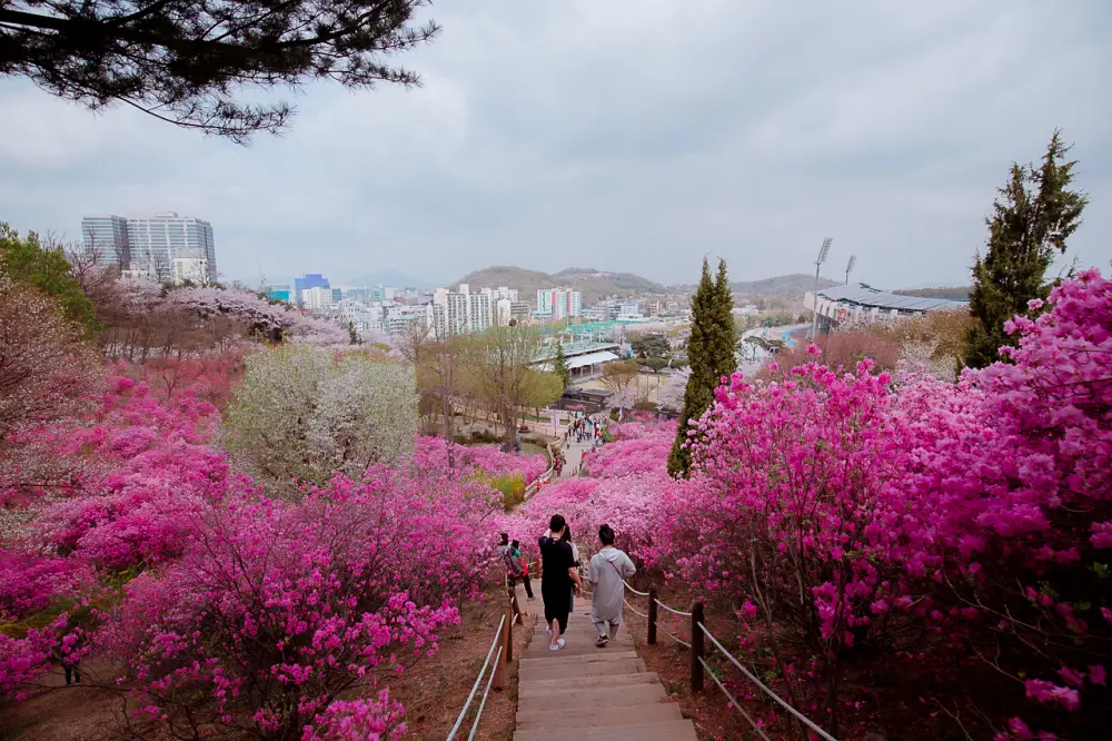 부천 원미산 진달래동산, 온세상이 분홍색 빛! 12 진달래동산 0326