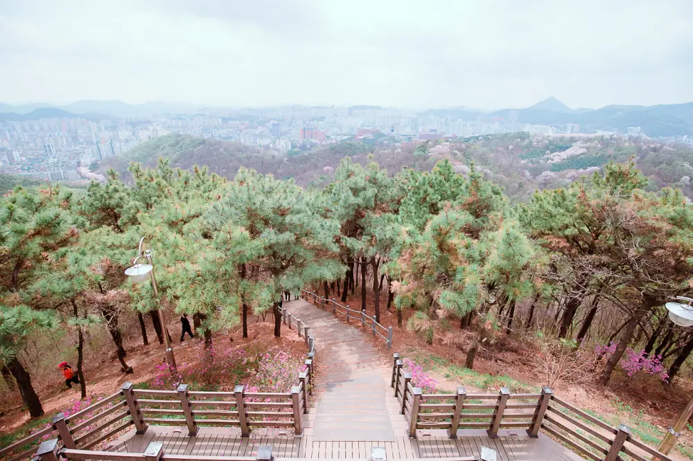 부천 원미산 진달래동산, 온세상이 분홍색 빛! 21 진달래동산 0486
