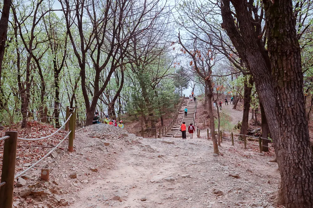 부천 원미산 진달래동산, 온세상이 분홍색 빛! 17 진달래동산 0493