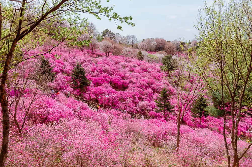 부천 원미산 진달래동산, 온세상이 분홍색 빛! 24 진달래동산 0519