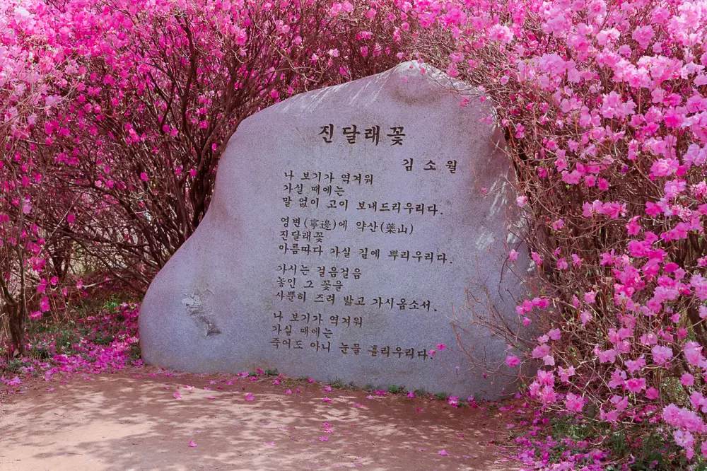 부천 원미산 진달래동산, 온세상이 분홍색 빛! 30 진달래동산 0753
