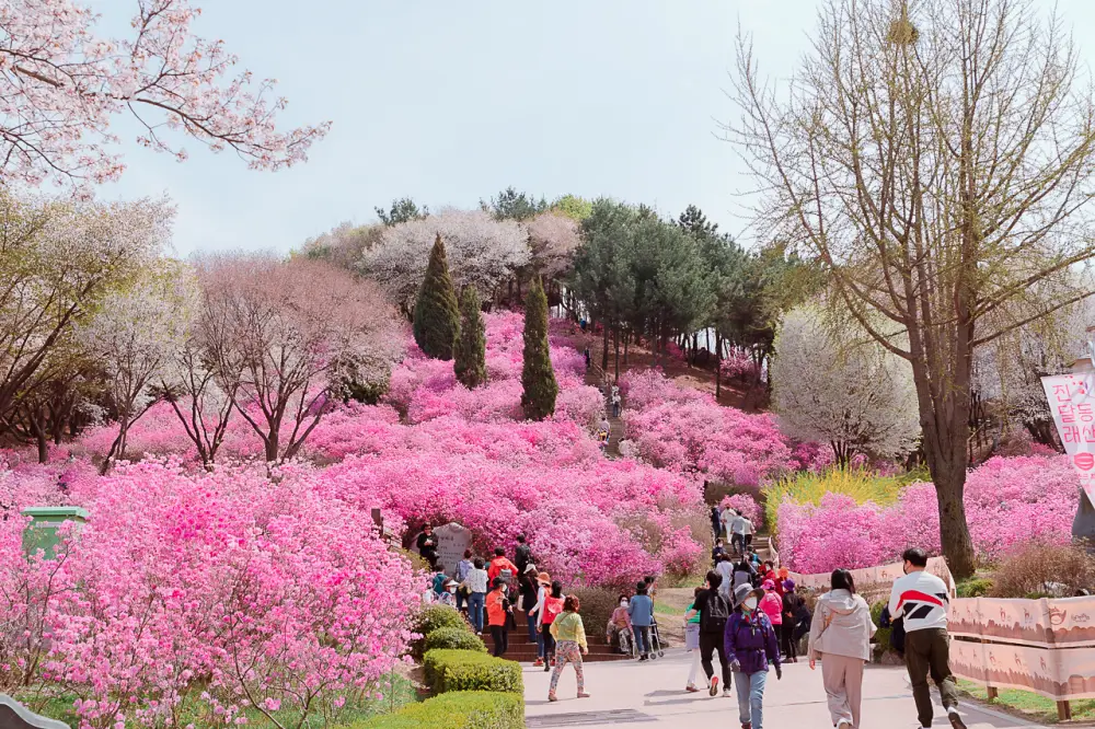 부천 원미산 진달래동산, 온세상이 분홍색 빛! 31 진달래동산 0770
