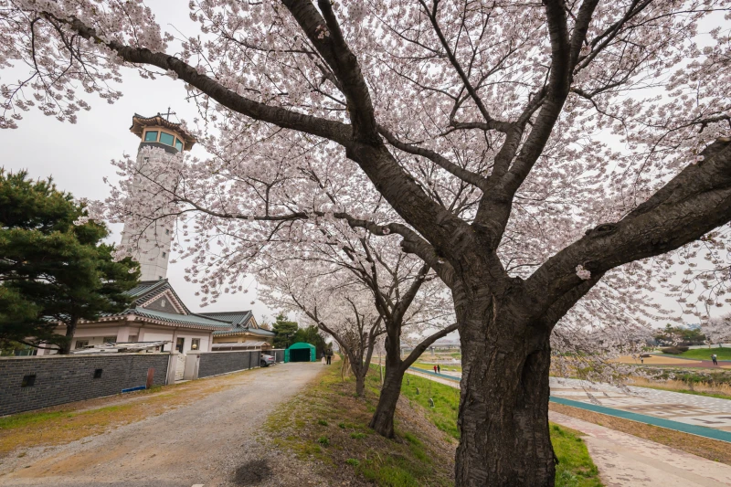 Haemi Martyrs International Shrine25