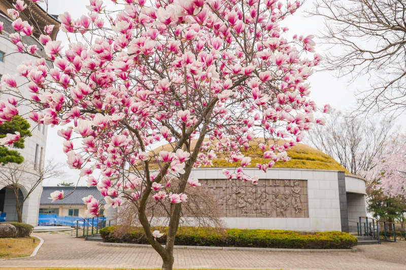 Haemi Martyrs International Shrine48