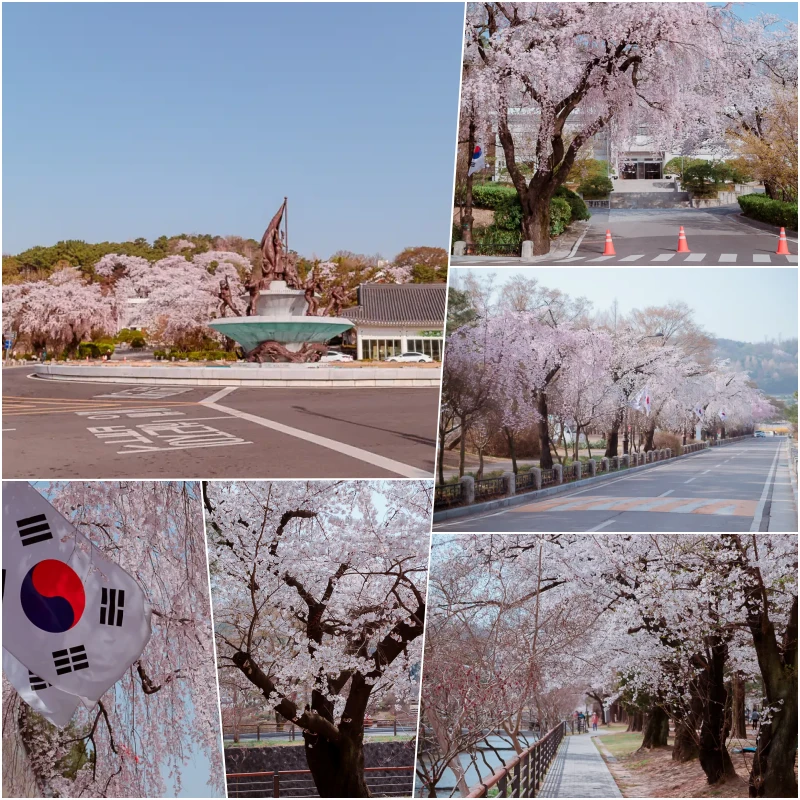 수양 벚꽃 명소, 국립서울현충원 11 collage