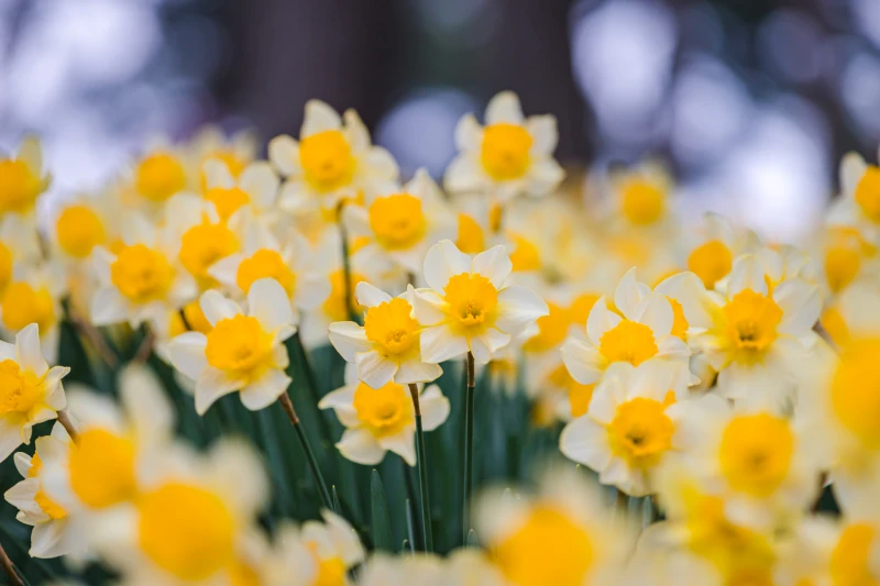 daffodil97