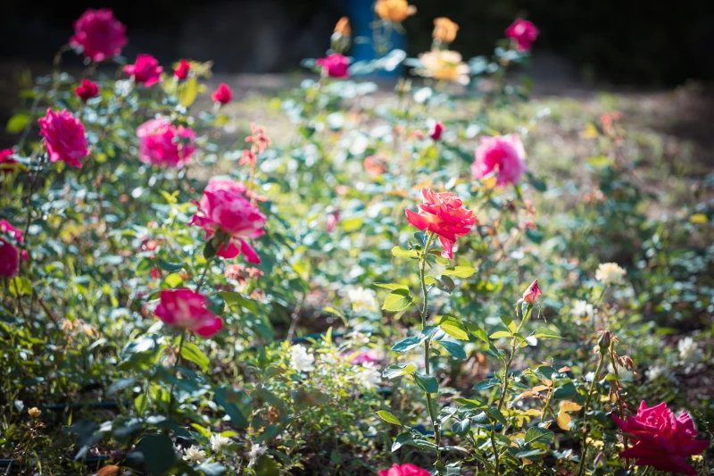 Daehyeonsan Rose Garden69