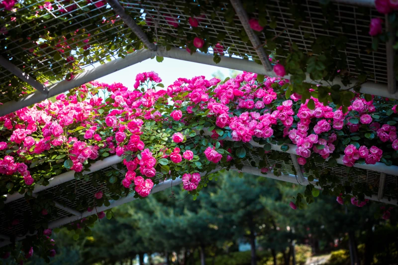 Daehyeonsan Rose Garden77