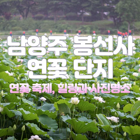 남양주 봉선사 연꽃단지