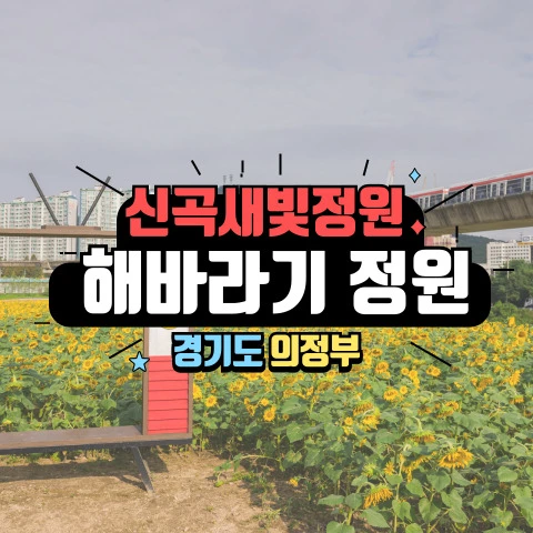 신곡새빛정원: 경기도 의정부 숨은 해바리기 정원 2 sunflowers01