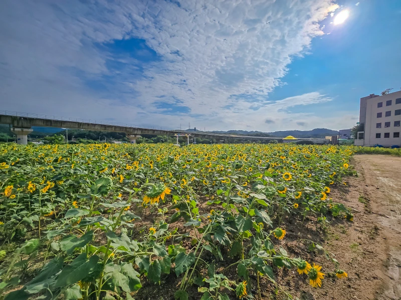 신곡새빛정원: 경기도 의정부 숨은 해바리기 정원 3 신곡새빛정원01