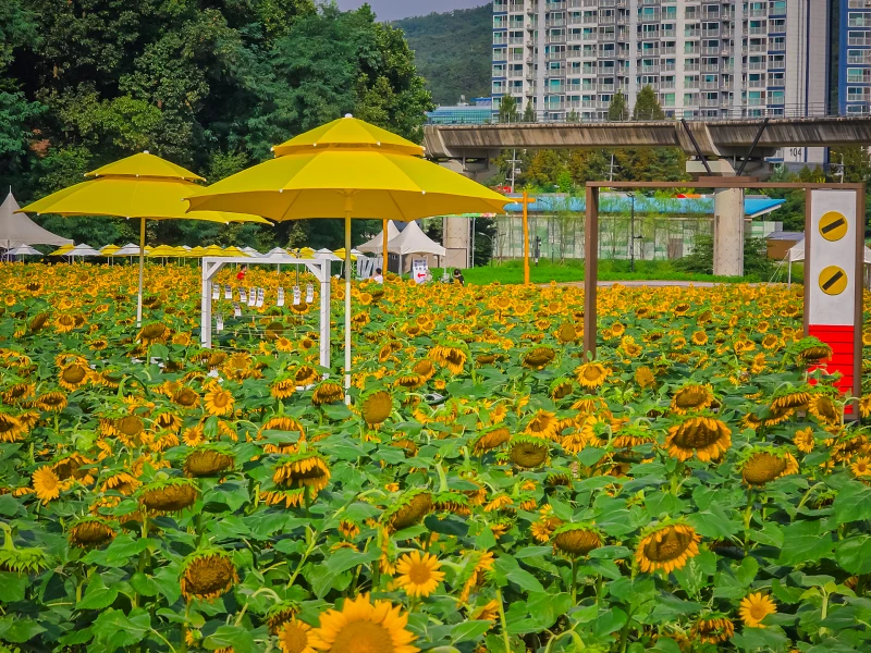 신곡새빛정원: 경기도 의정부 숨은 해바리기 정원 5 신곡새빛정원04