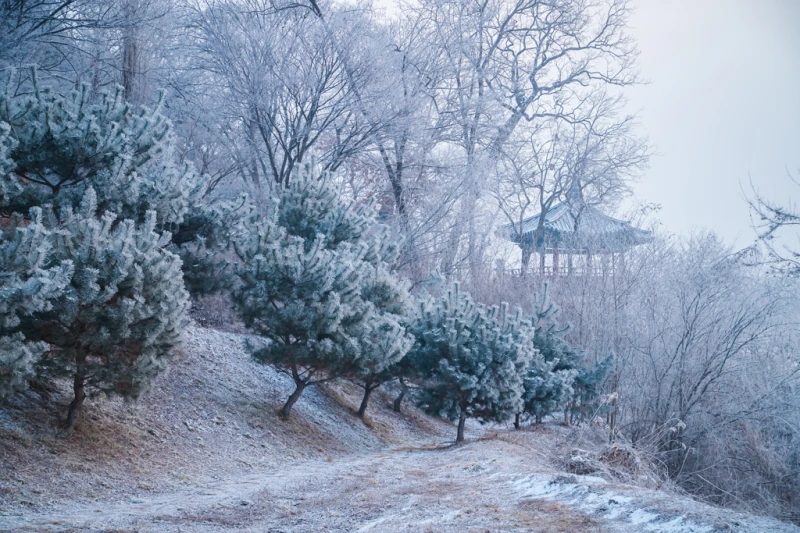겨울의 신비, 상고대가 빚은 천년 고찰 여주 신륵사 5 Silleuksa39