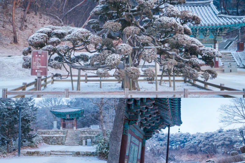 겨울의 신비, 상고대가 빚은 천년 고찰 여주 신륵사 10 collage1