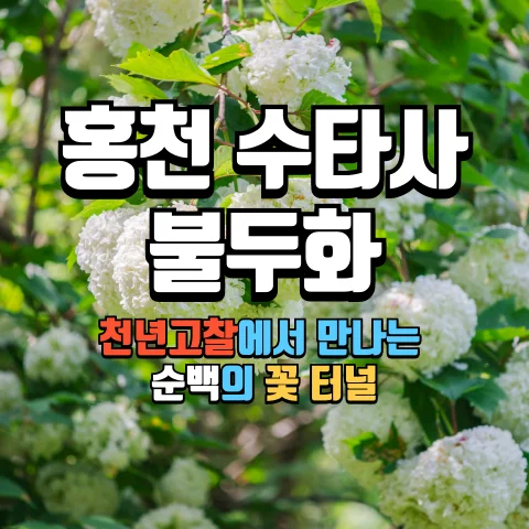 홍천 수타사 불두화: 천년고찰에서 만나는 순백의 꽃 터널 8 홍천 수타사 불두화