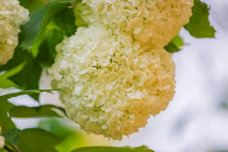 홍천 수타사 불두화: 천년고찰에서 만나는 순백의 꽃 터널 9 Snowball Tree12