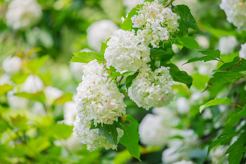 홍천 수타사 불두화: 천년고찰에서 만나는 순백의 꽃 터널 10 Snowball Tree14