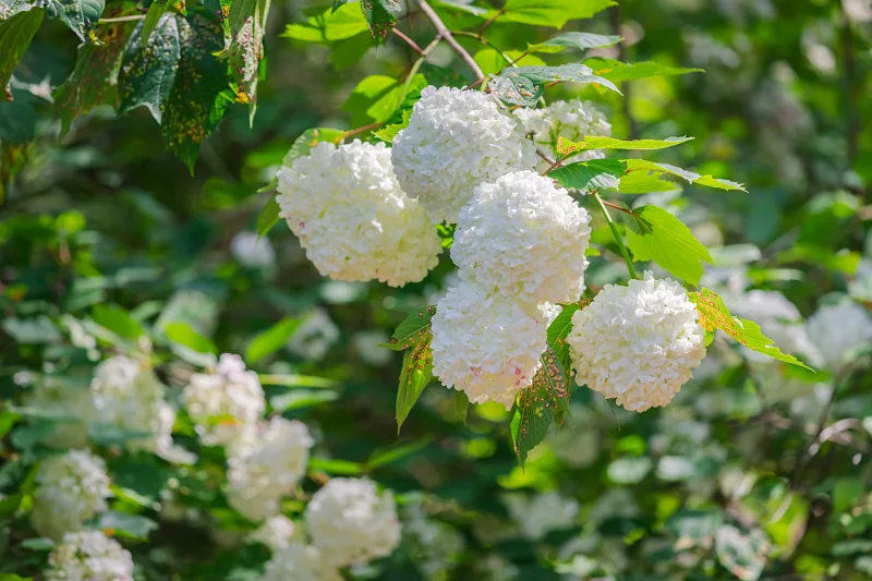 홍천 수타사 불두화: 천년고찰에서 만나는 순백의 꽃 터널 11 Snowball Tree17