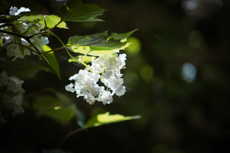 홍천 수타사 불두화: 천년고찰에서 만나는 순백의 꽃 터널 12 Snowball Tree18