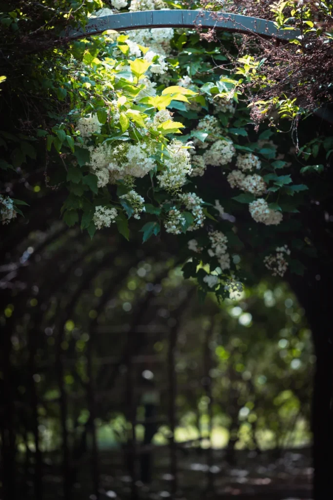홍천 수타사 불두화: 천년고찰에서 만나는 순백의 꽃 터널 15 Snowball Tree20