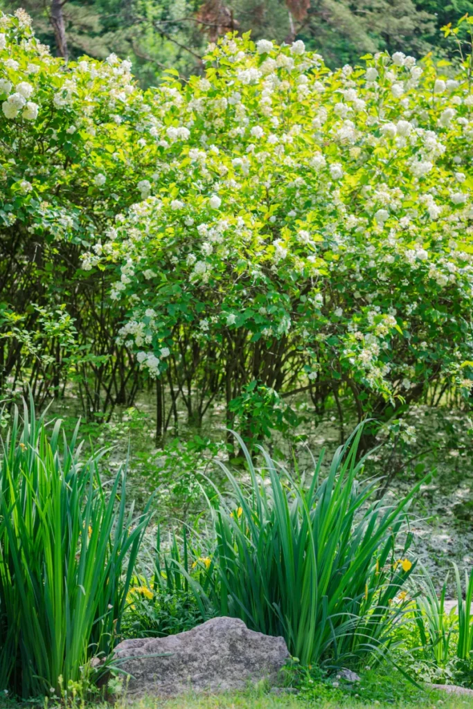 홍천 수타사 불두화: 천년고찰에서 만나는 순백의 꽃 터널 14 Snowball Tree28